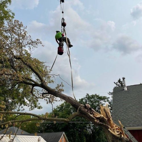 Tree Service in Flushing MI